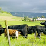 Cows in NSW Australia as an example of a photo to remember a nice drive