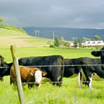 Cows in NSW Australia as an example of a photo to remember a nice drive