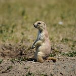 Close-up of a prairie dog standing alert in Badlands National Park