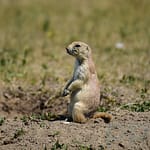 Close-up of a prairie dog standing alert in Badlands National Park