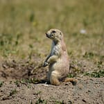 Quinn Rd Prairie Dog Town, Badlands Loop Road, National Park, South Dakota