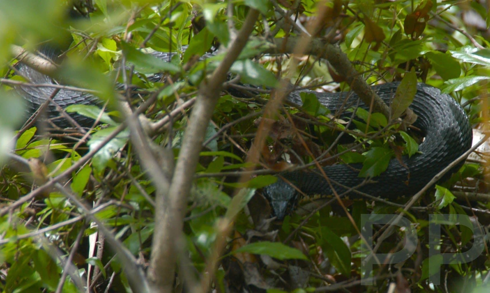 Water moccasin (cotton mouth) pit viper venomous snake in Okefenokee, GA