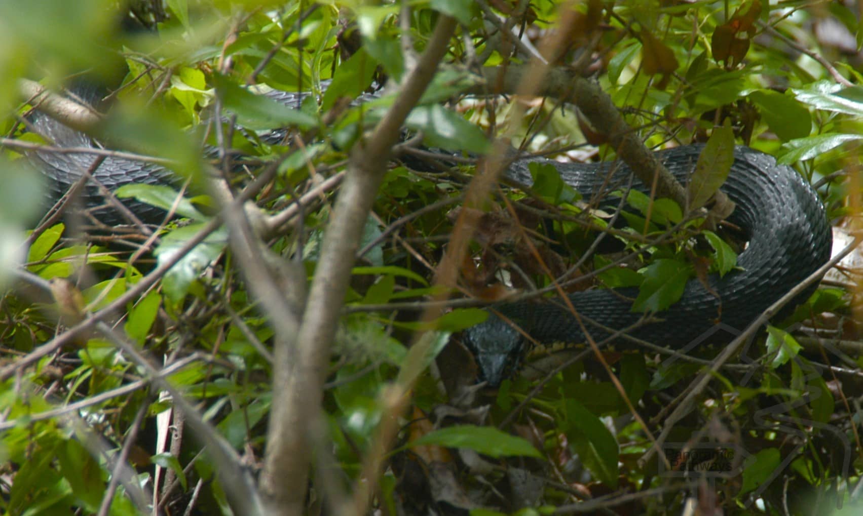 Water moccasin (cotton mouth) pit viper venomous snake in Okefenokee, GA