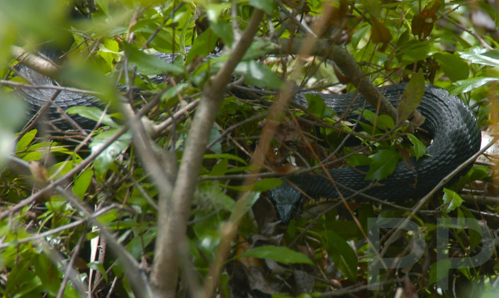 Water moccasin (cotton mouth) pit viper venomous snake in Okefenokee, GA