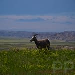 Pronghorn, Homestead Overlook, Badlands National Park