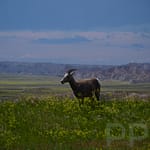 Pronghorn, Homestead Overlook, Badlands National Park