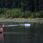 Wildlife viewing a short walk from the Many Glacier campground, Glacier National Park, MT