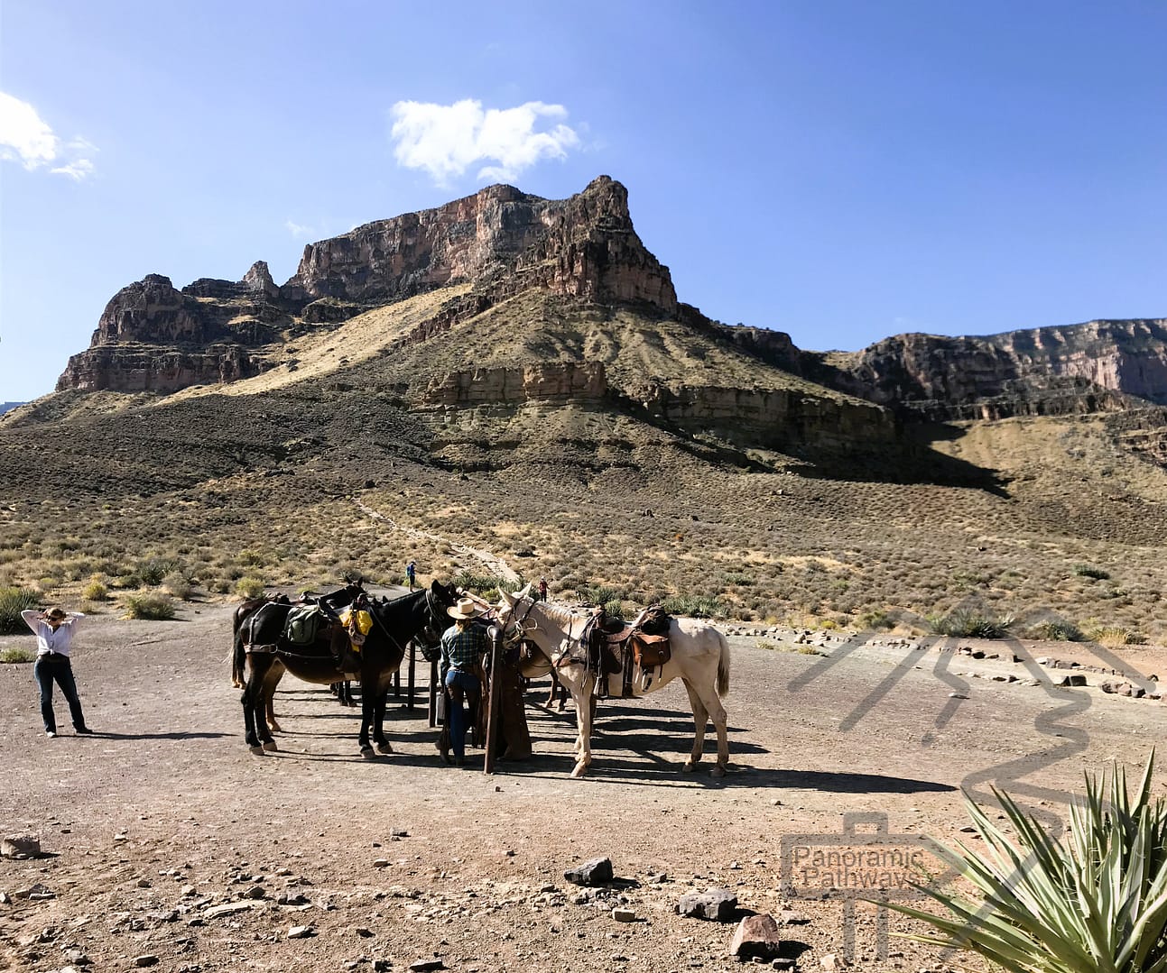 Mules, The Tipoff, South Kaibab Trail, South Rim, Grand Canyon