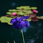 Gibbs Garden GA. Irises with water lilies in the background. example travel photo