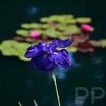 Purple irises with water lilies in the background at Gibbs Gardens Georgia