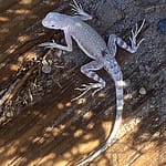 Lizard at Salt Creek, Death Valley NP