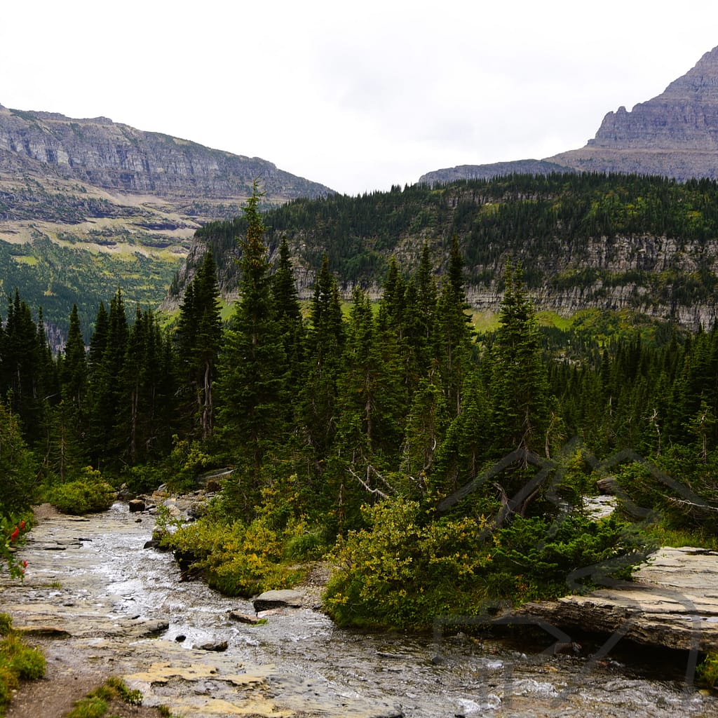 Lunch Creek, Stop on Going-to-the-Sun Road, Wildflowers, Glacier National Park