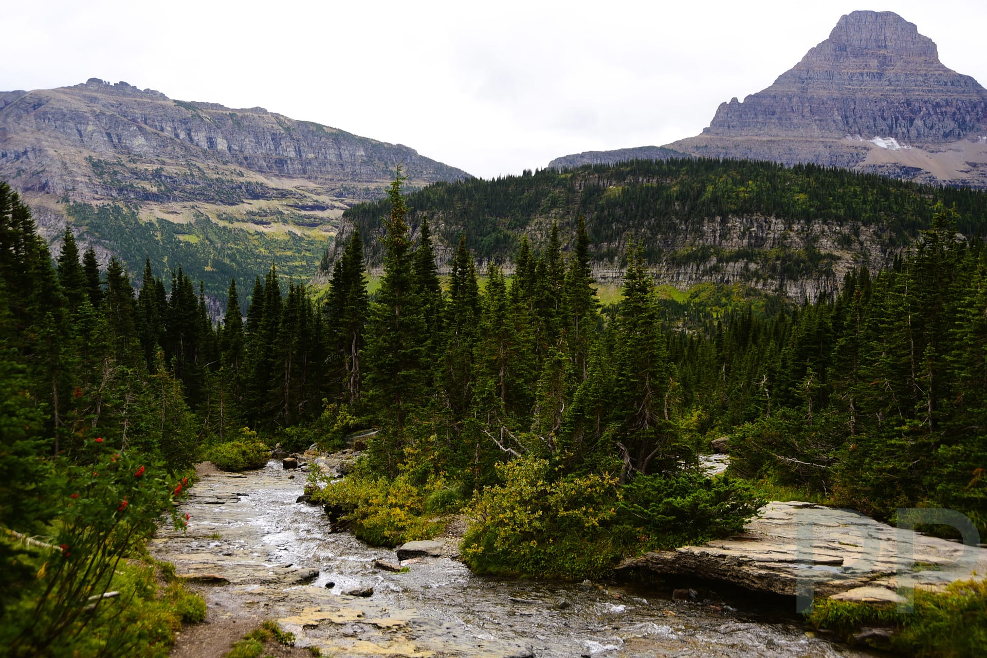 Lunch Creek flowing beside Going-to-the-Sun Road east of Logan Pass in Glacier National Park