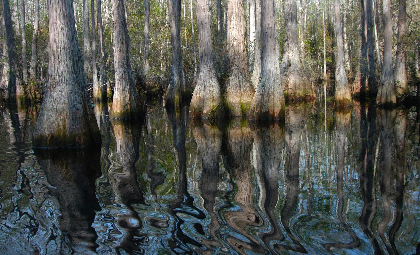 Okefenokee Swamp from a boat trail