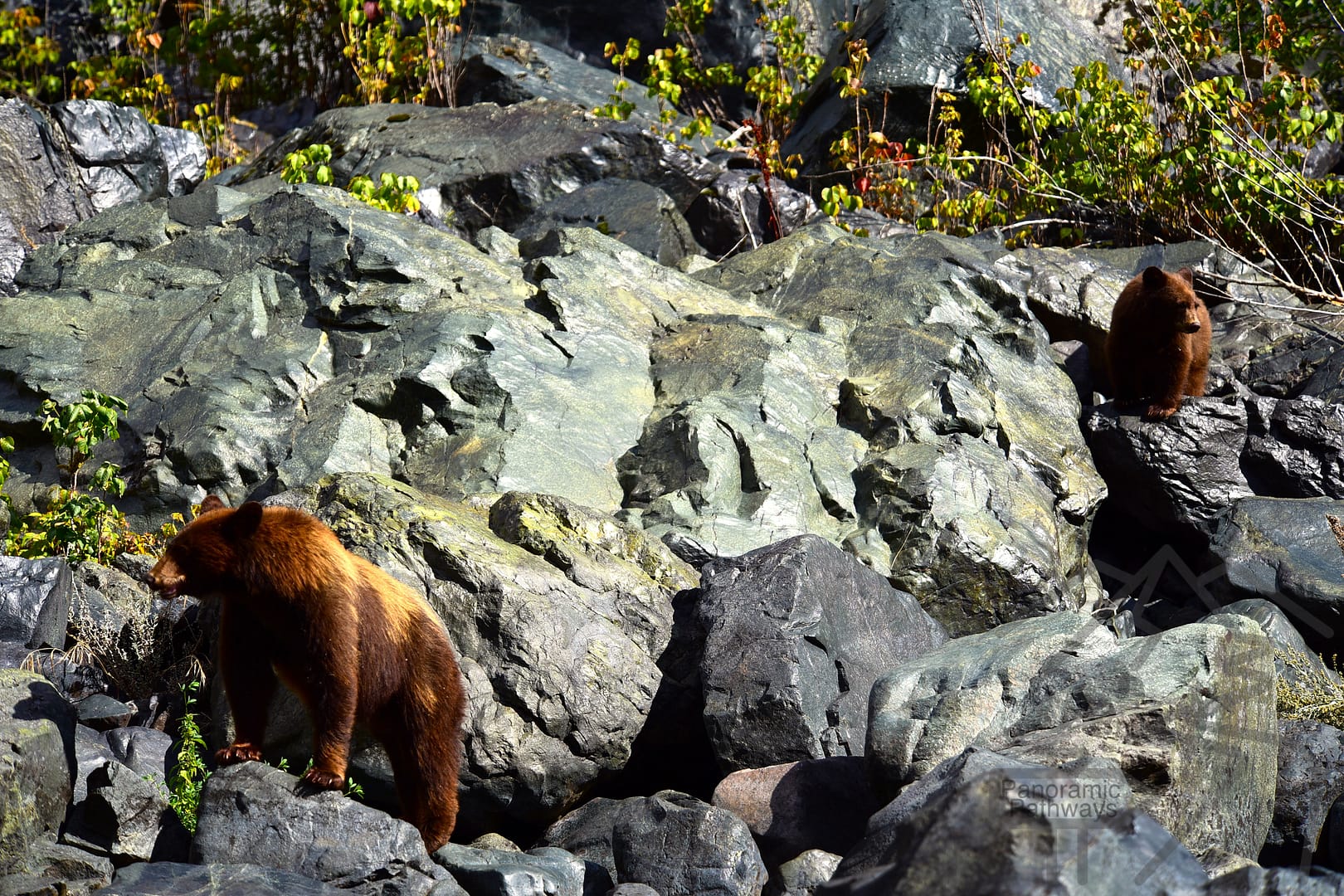 Wildlife, Bears, Hell's Canyon, Killgore Adventures, Pittsburgh Landing, Snake River, Idaho