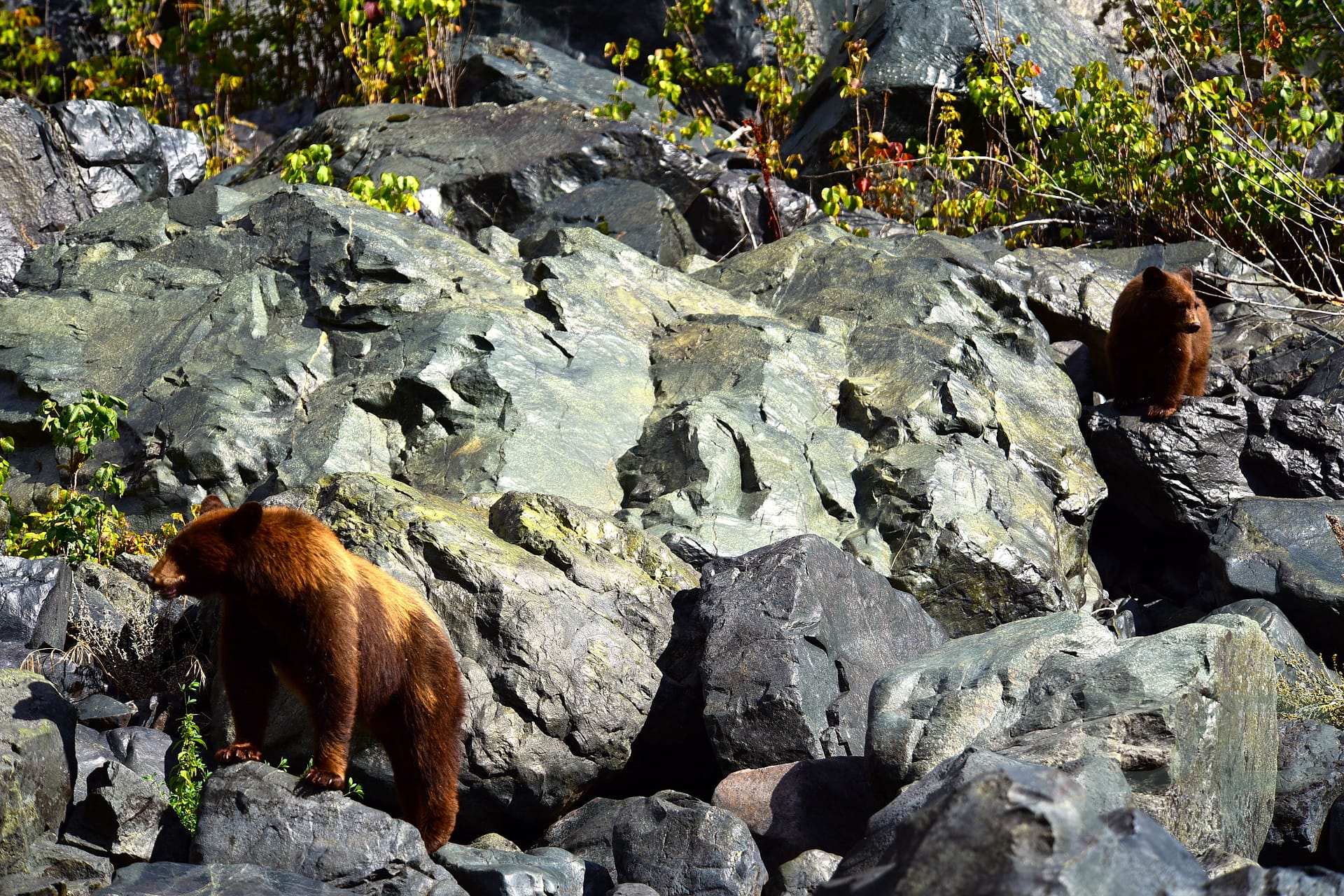 Wildlife, Bears, Hell's Canyon, Killgore Adventures, Pittsburgh Landing, Snake River, Northern Idaho