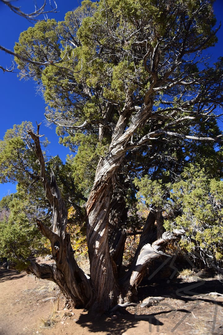 Cedar Point Nature Trail, Tree, Black Canyon, National Park, Colorado