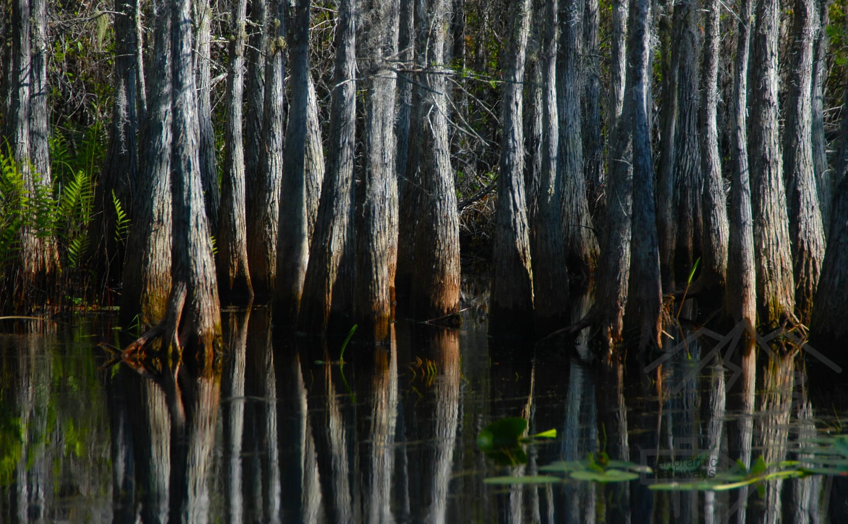 Cypress stand in Okefenokee
