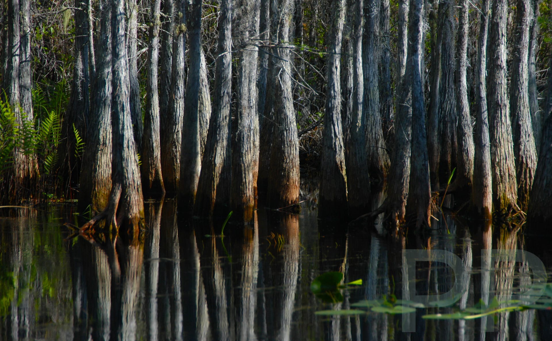 Cypress stand in Okefenokee