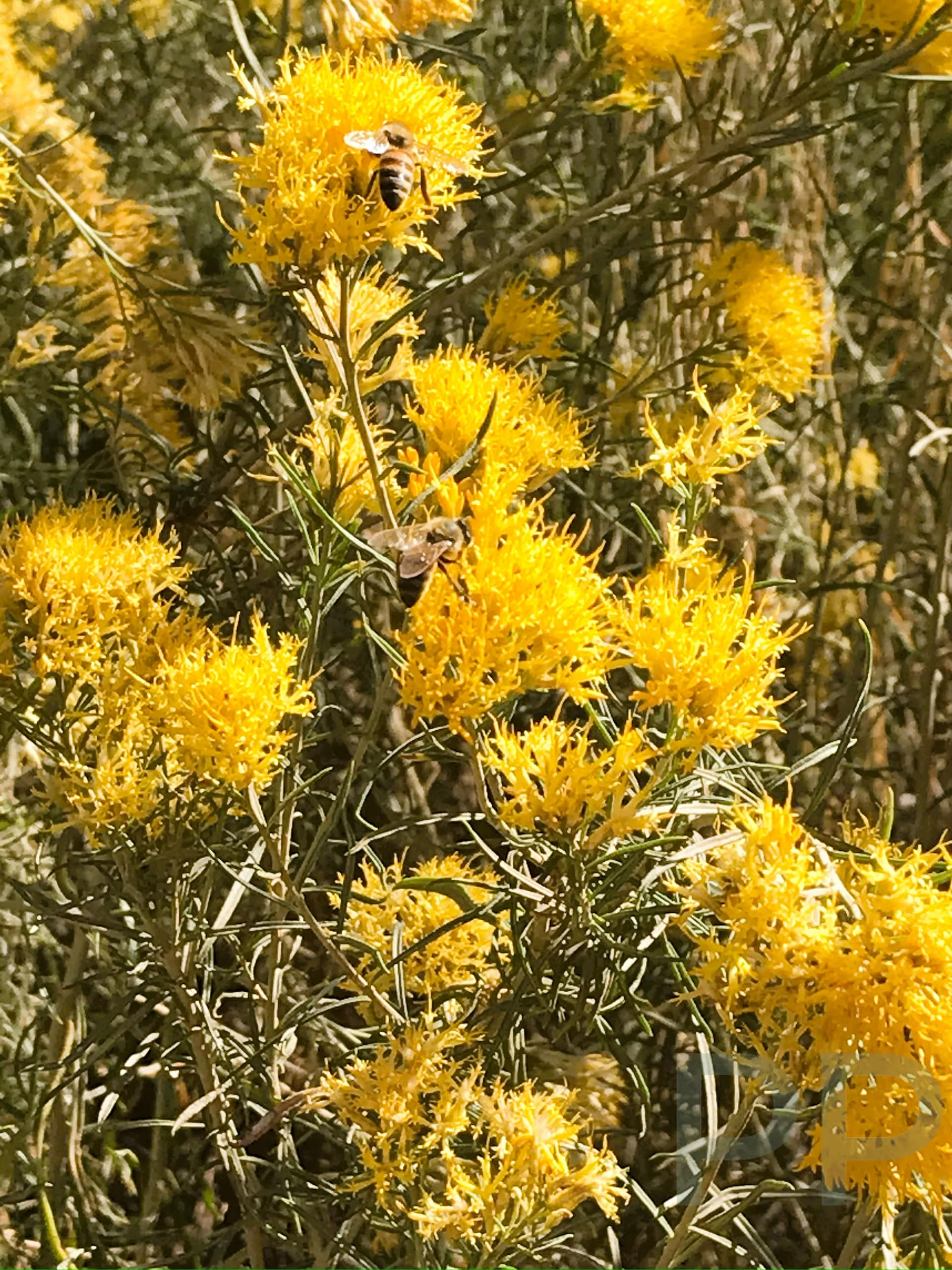 Wildflowers in Lathrop Canyon, Colorado River, Canyonlands