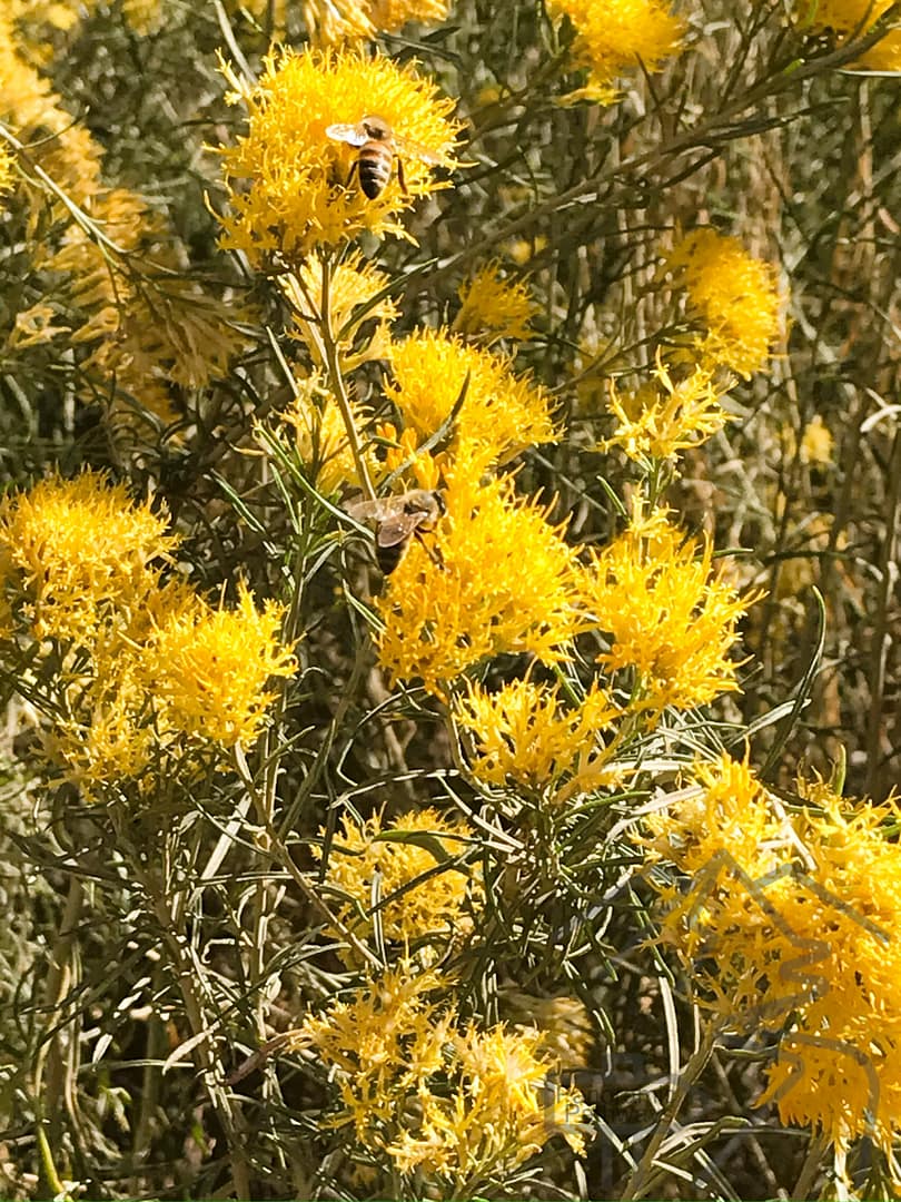 Wildflowers in Lathrop Canyon, Colorado River, Canyonlands