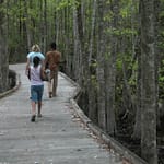 Boardwalk trail in Stephen C Foster State Park