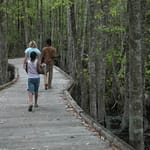 Boardwalk trail in Stephen C Foster State Park