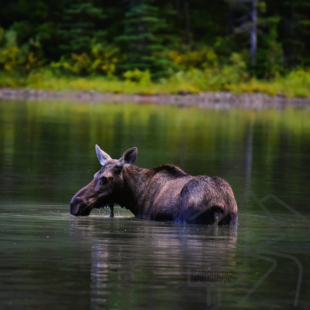 Bull moose, feeding, Fishercap Lake, Sunset, Glacier National Park