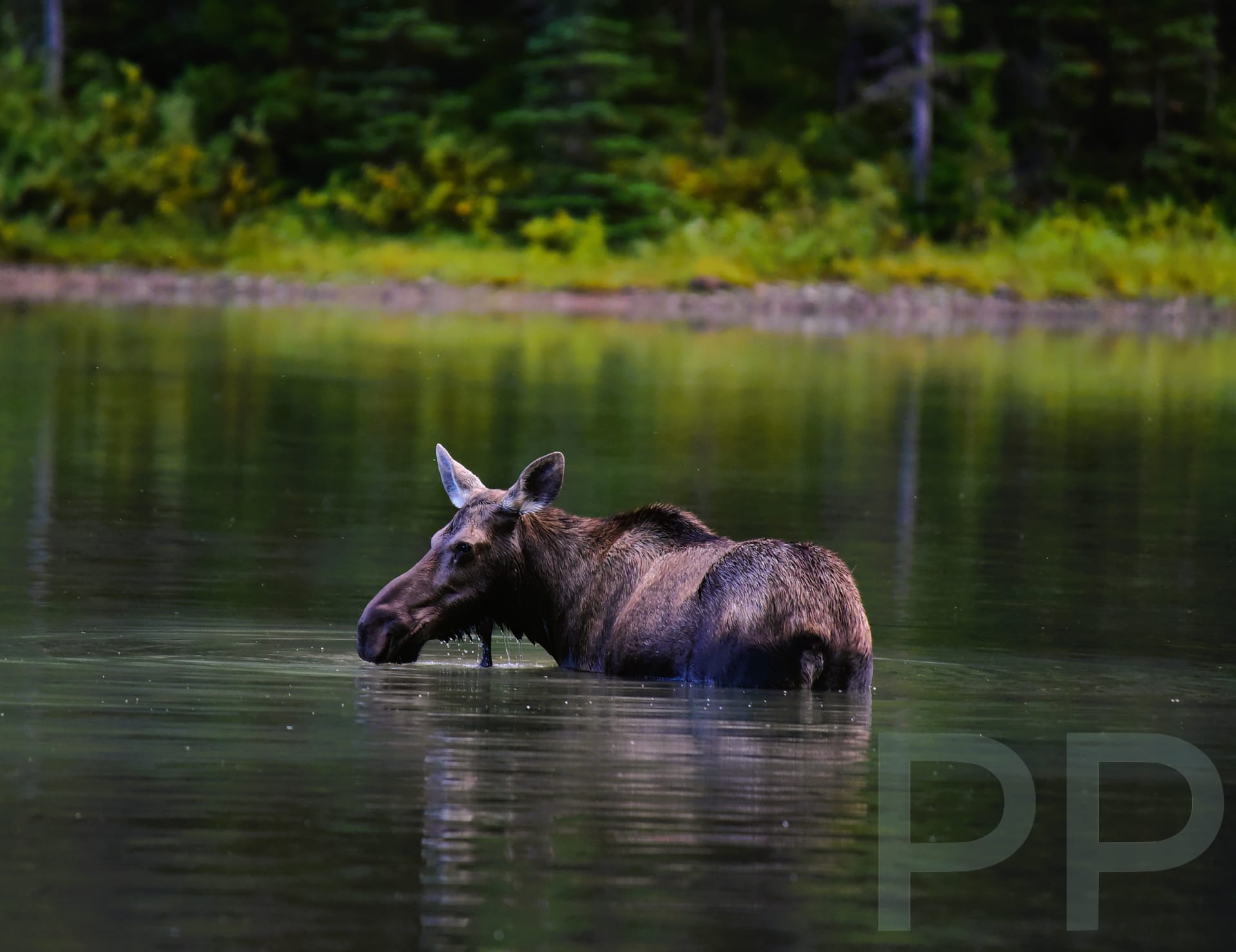 Moose standing in Fishercap Lake in the Many Glacier area of Glacier National Park