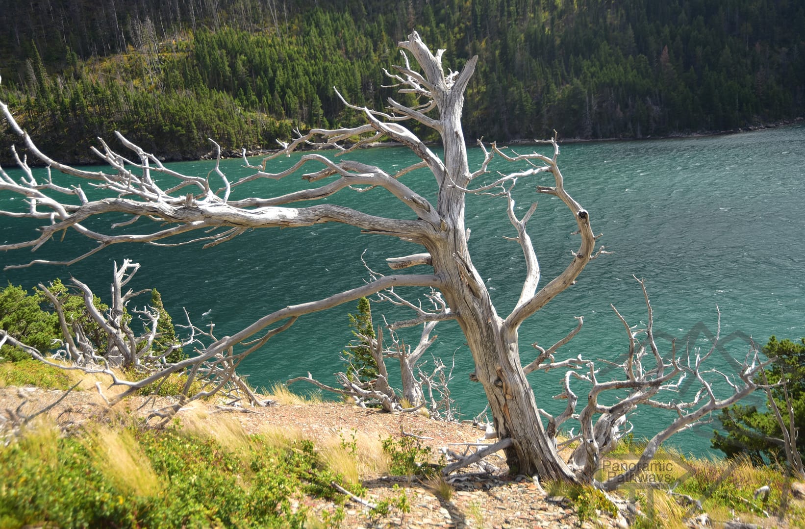 Dead Tree Petrified St Mary Lake Glacier National Park