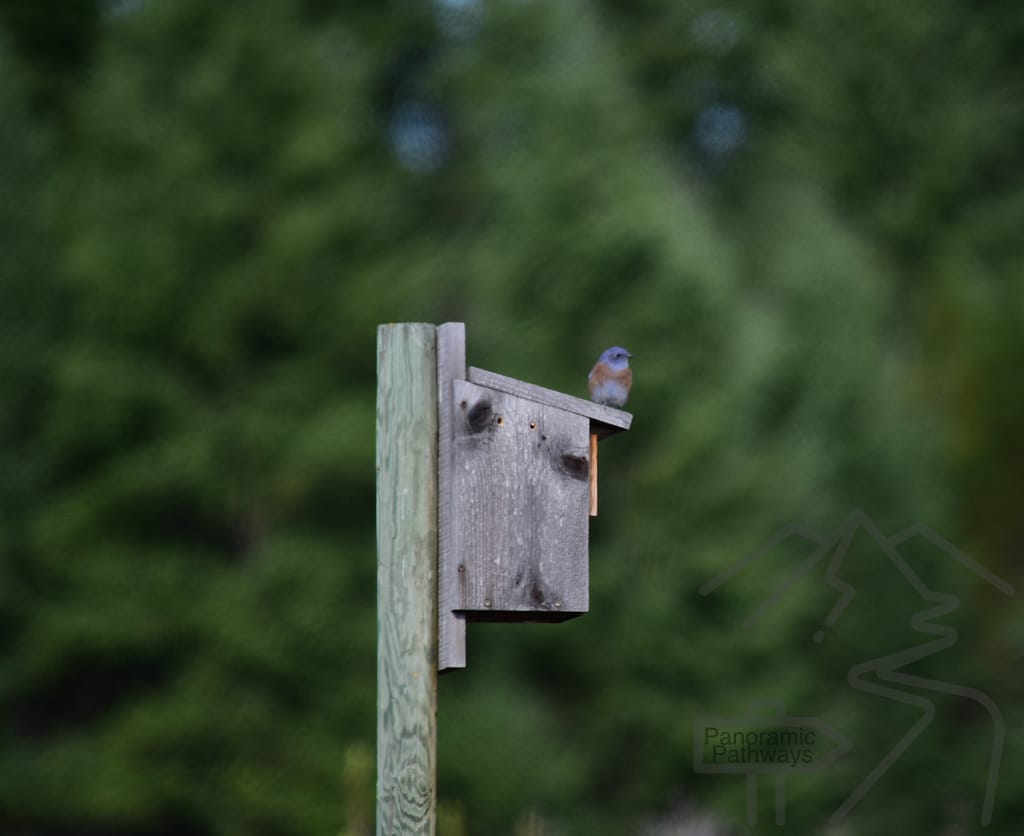 Bluebird Habitat, Farragut State Park