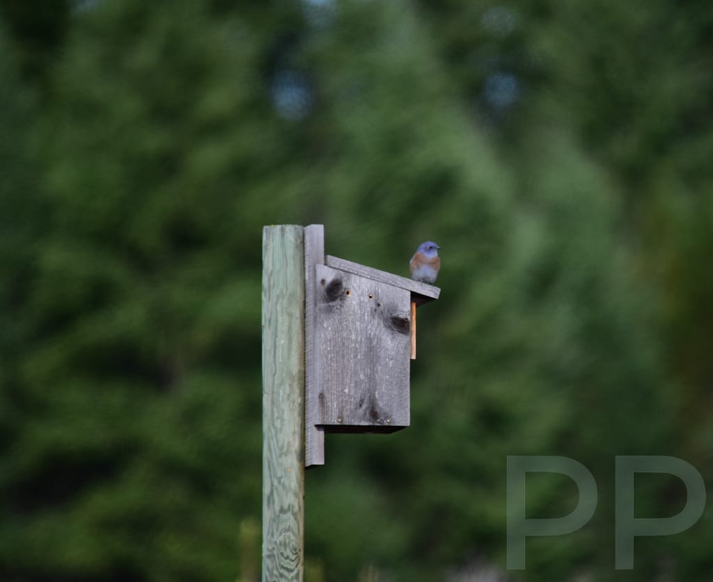 Bluebird Habitat, Farragut State Park