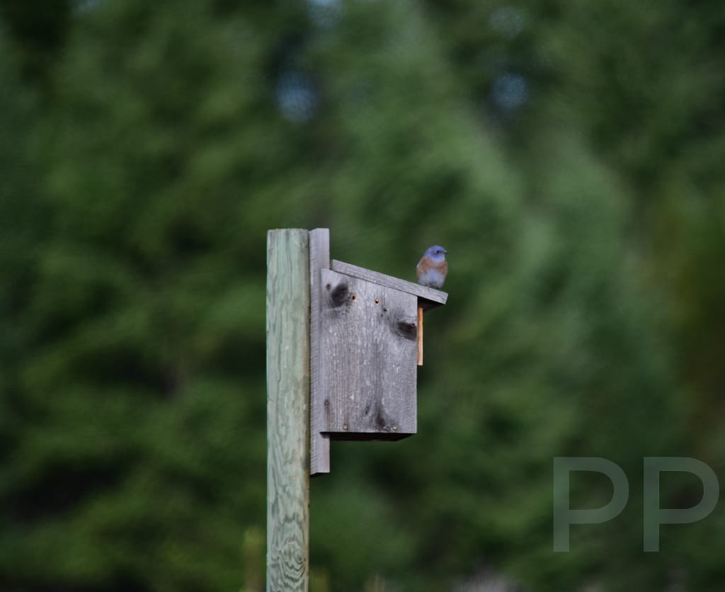 Bluebird Habitat, Farragut State Park