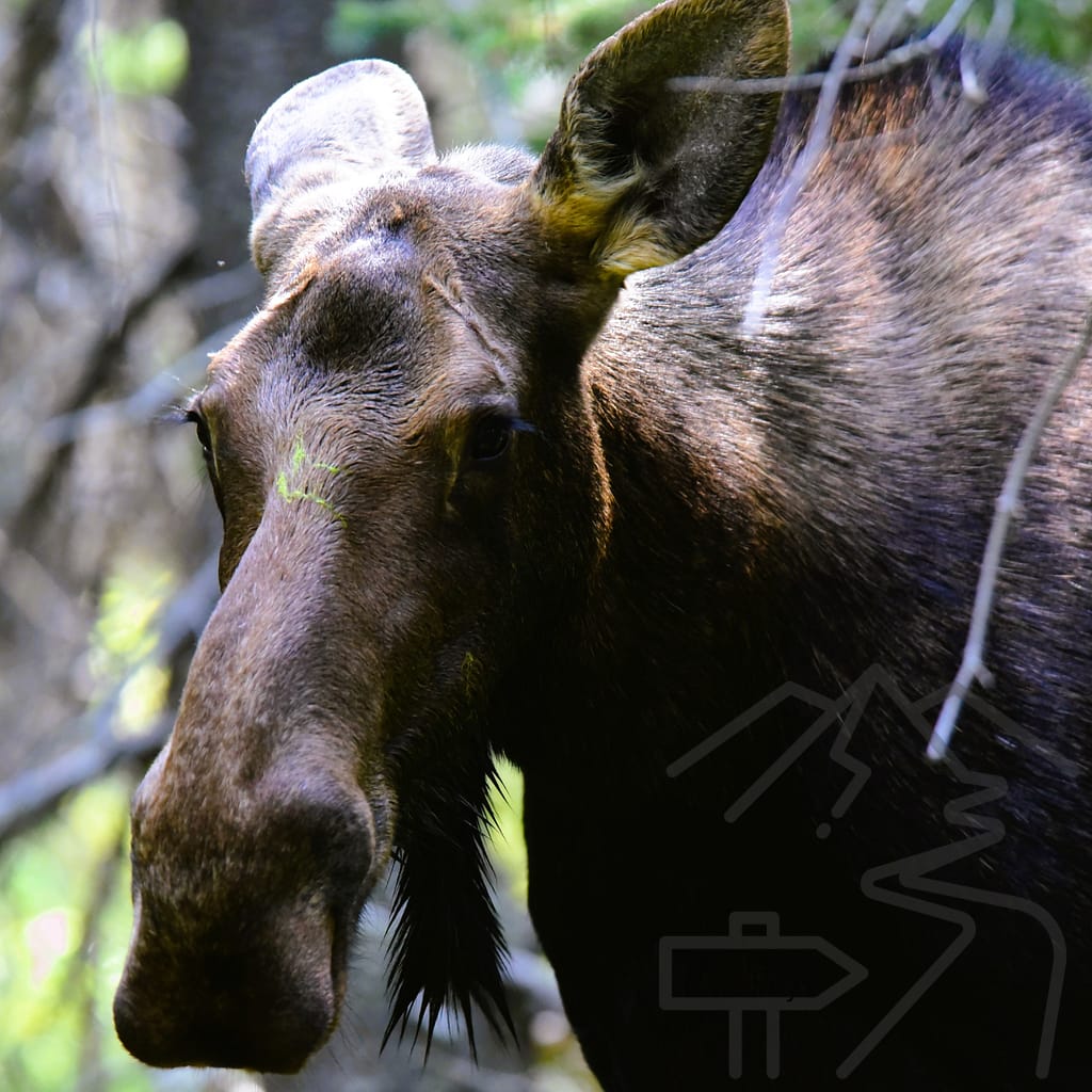 Moose, Fishercap Lake, Many Glacier Area, National Park