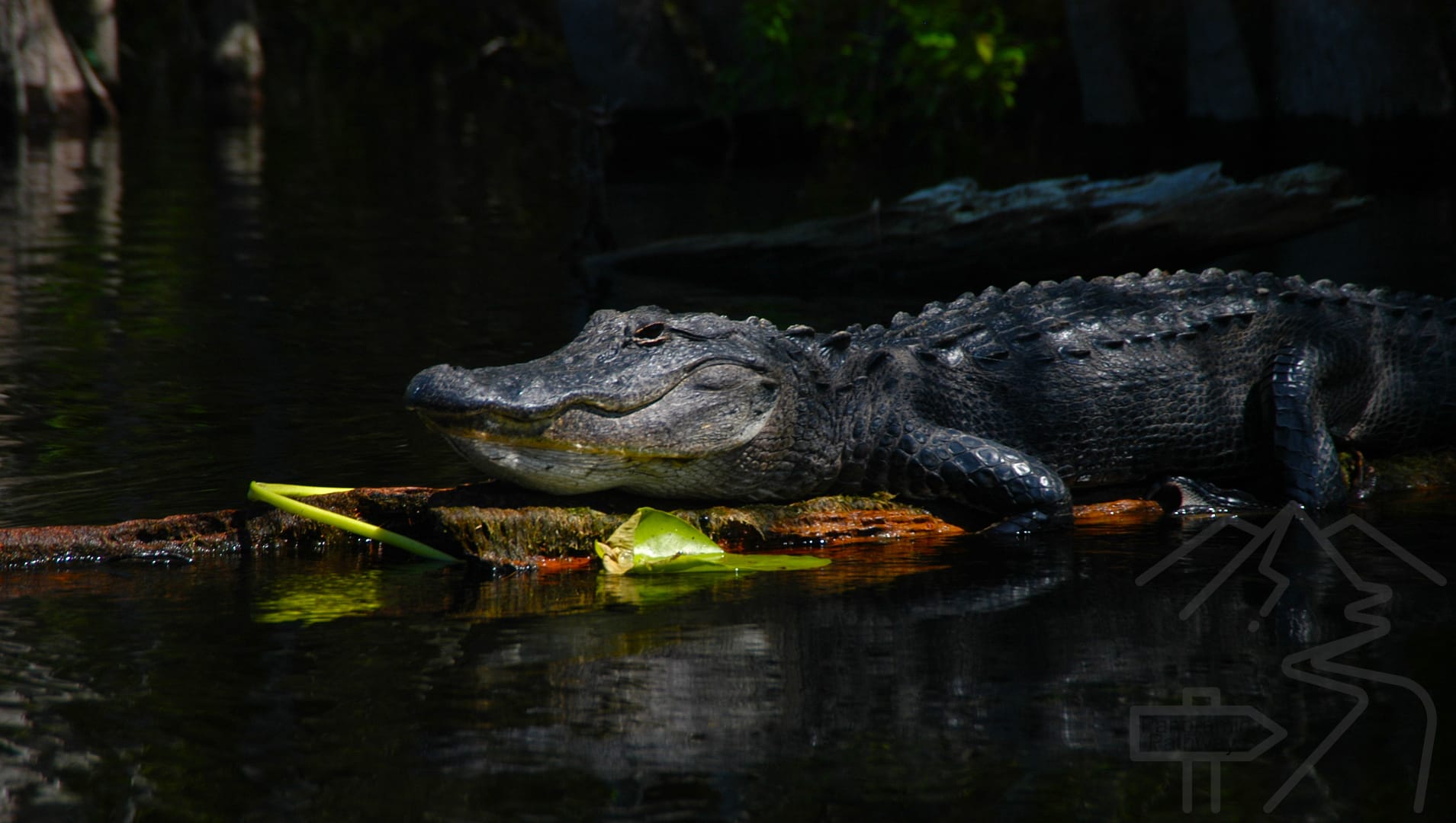 Alligator in Okefenokee Swamp
