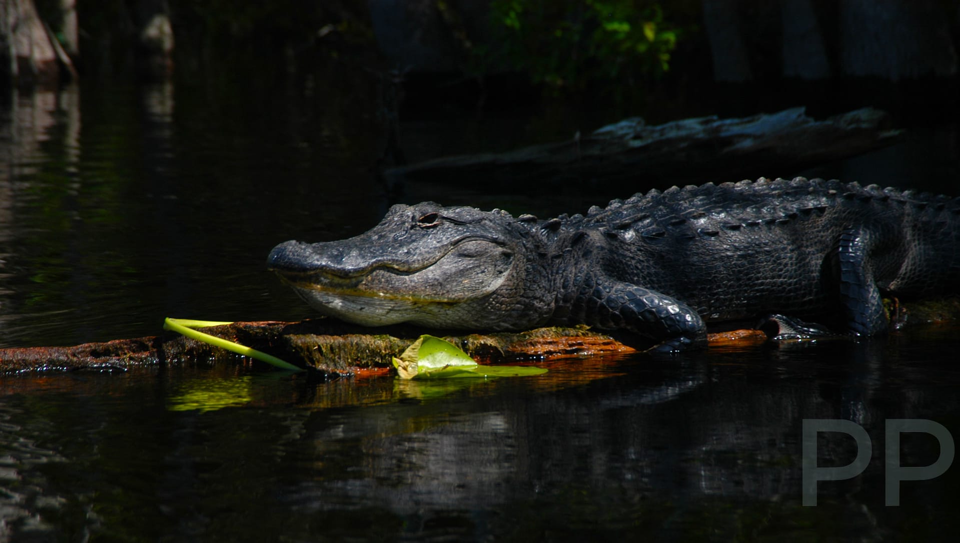 Alligator in Okefenokee Swamp

