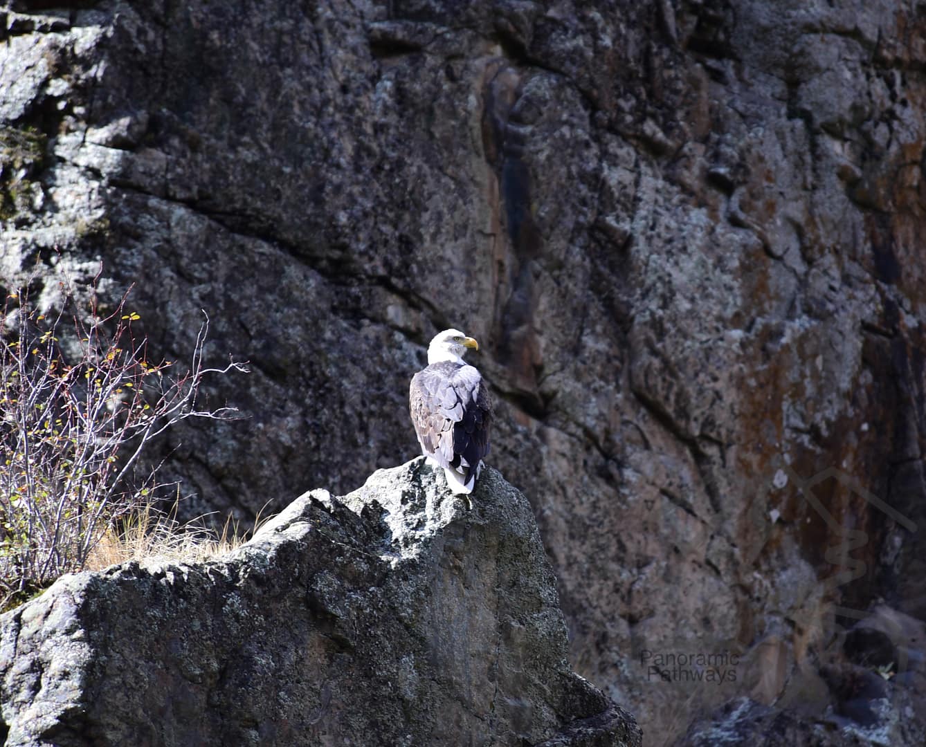 American Bald Eagle, Hell's Canyon, Snake River, Killgore Adventures, Pittsburgh Landing, Idaho