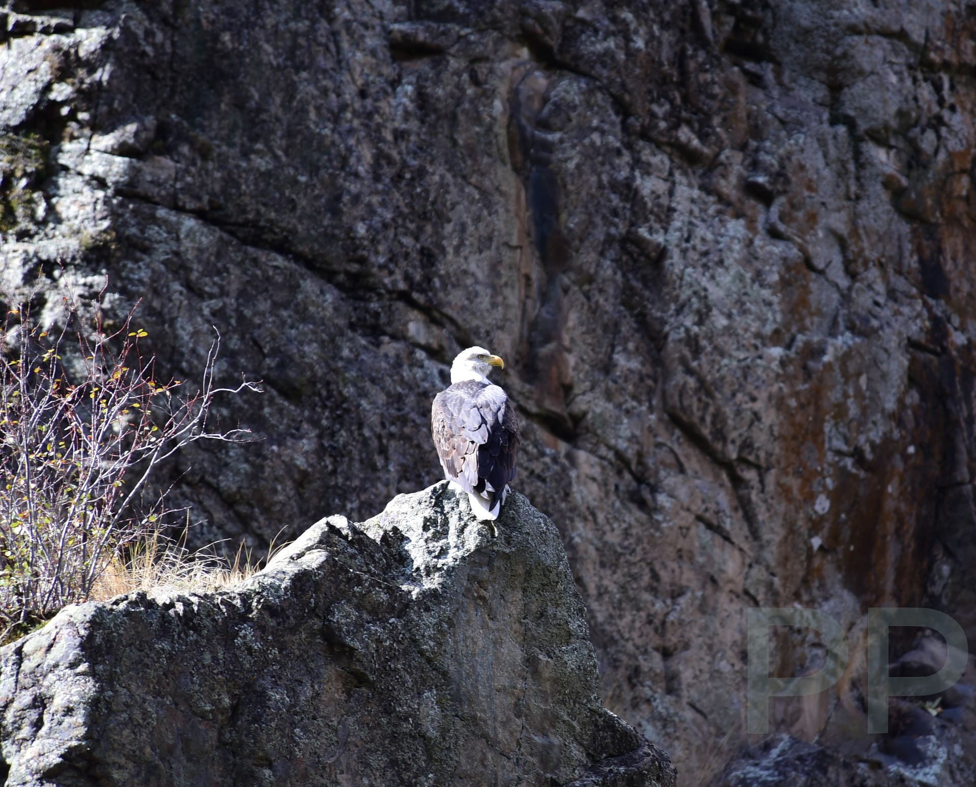 American Bald Eagle, Hell's Canyon, Snake River, Killgore Adventures, Pittsburgh Landing, Northern Idaho