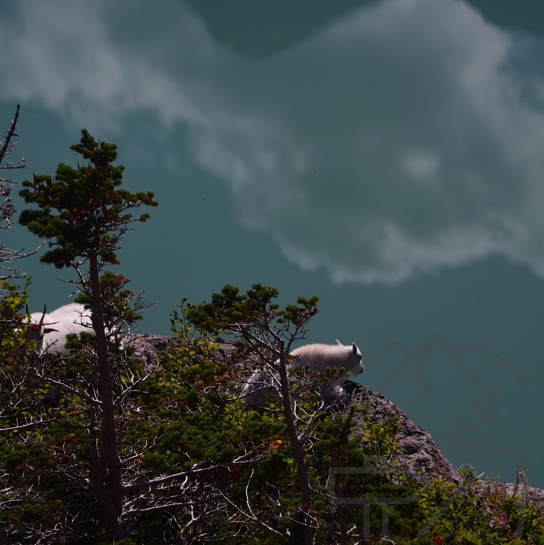 Mountain goats over Grinnell Lake
