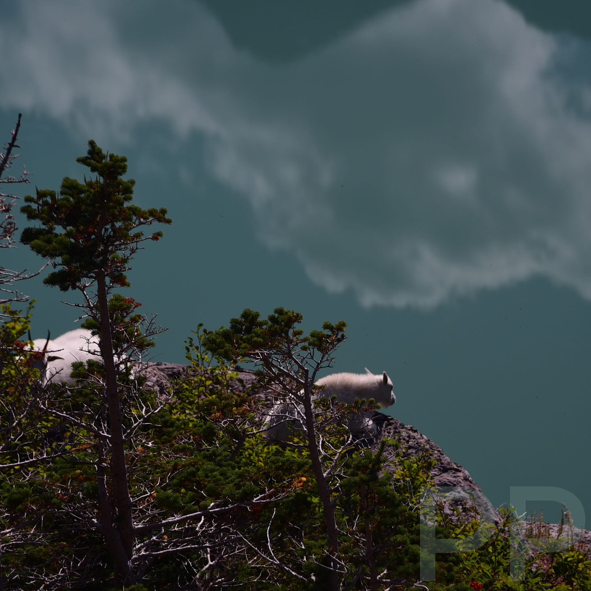 Mountain goats over Grinnell Lake
