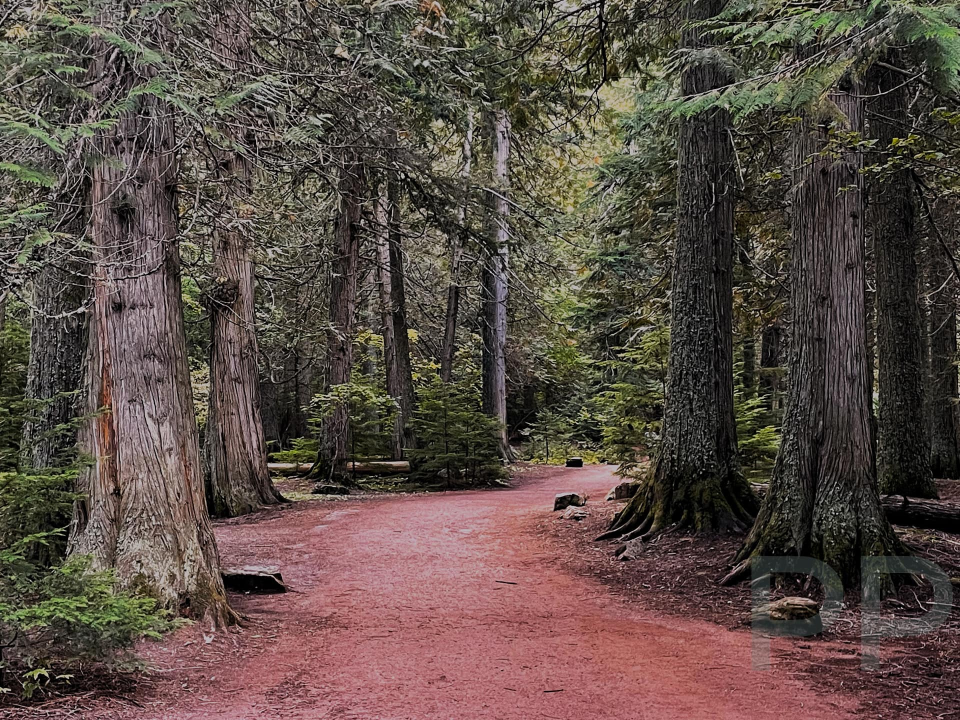 Trail of the Cedars path through old-growth forest near Avalanche Creek in Glacier National Park
