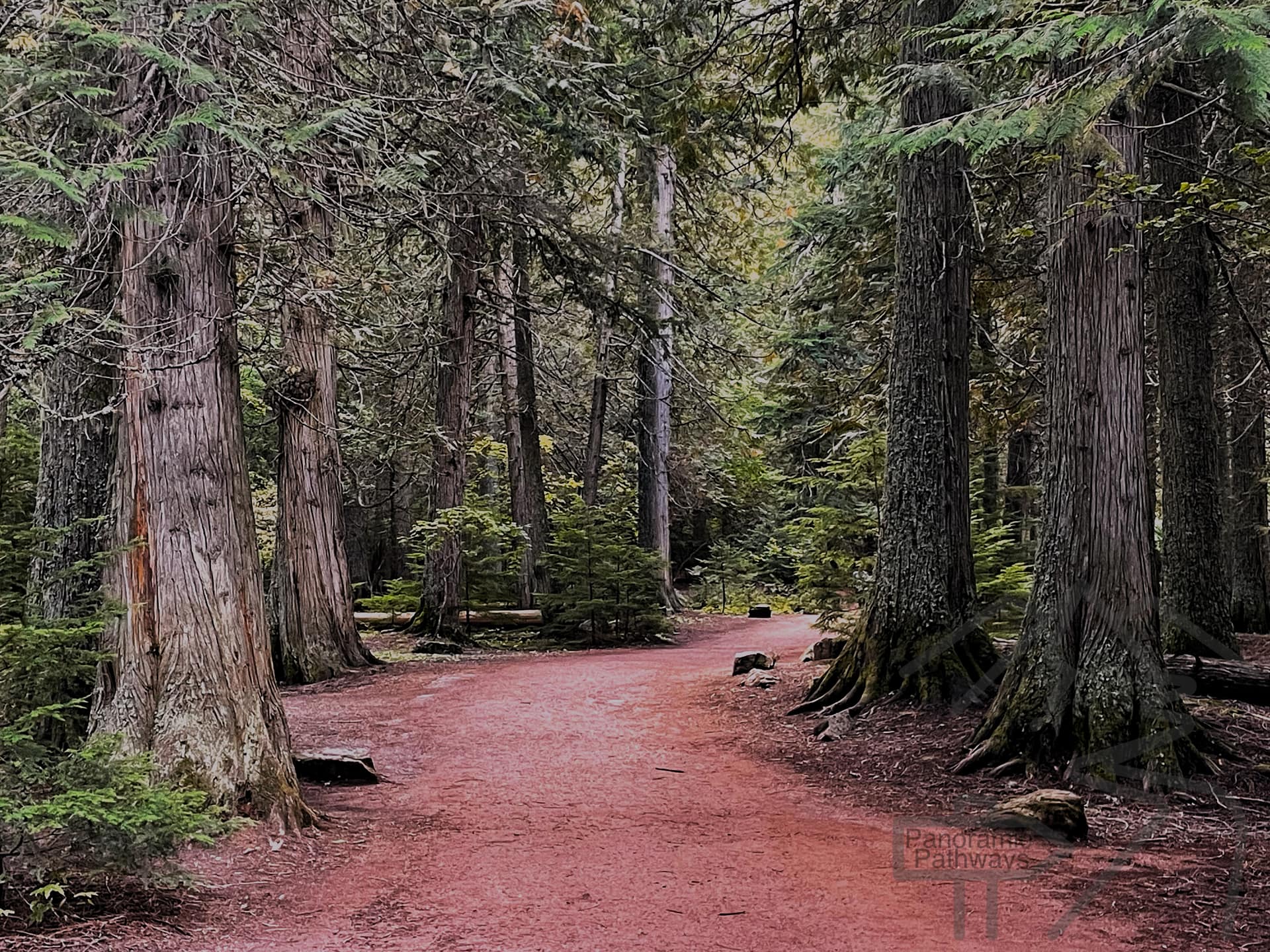 Trail of the Cedars path through old-growth forest near Avalanche Creek in Glacier National Park