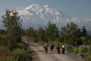 Travelers walking along a road in Denali National Park during summer daylight