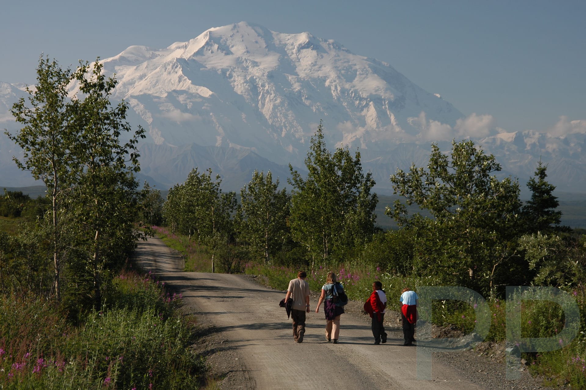 Travelers walking along a road in Denali National Park during summer daylight