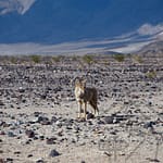 Coyote near west entrance of Death Valley National Park