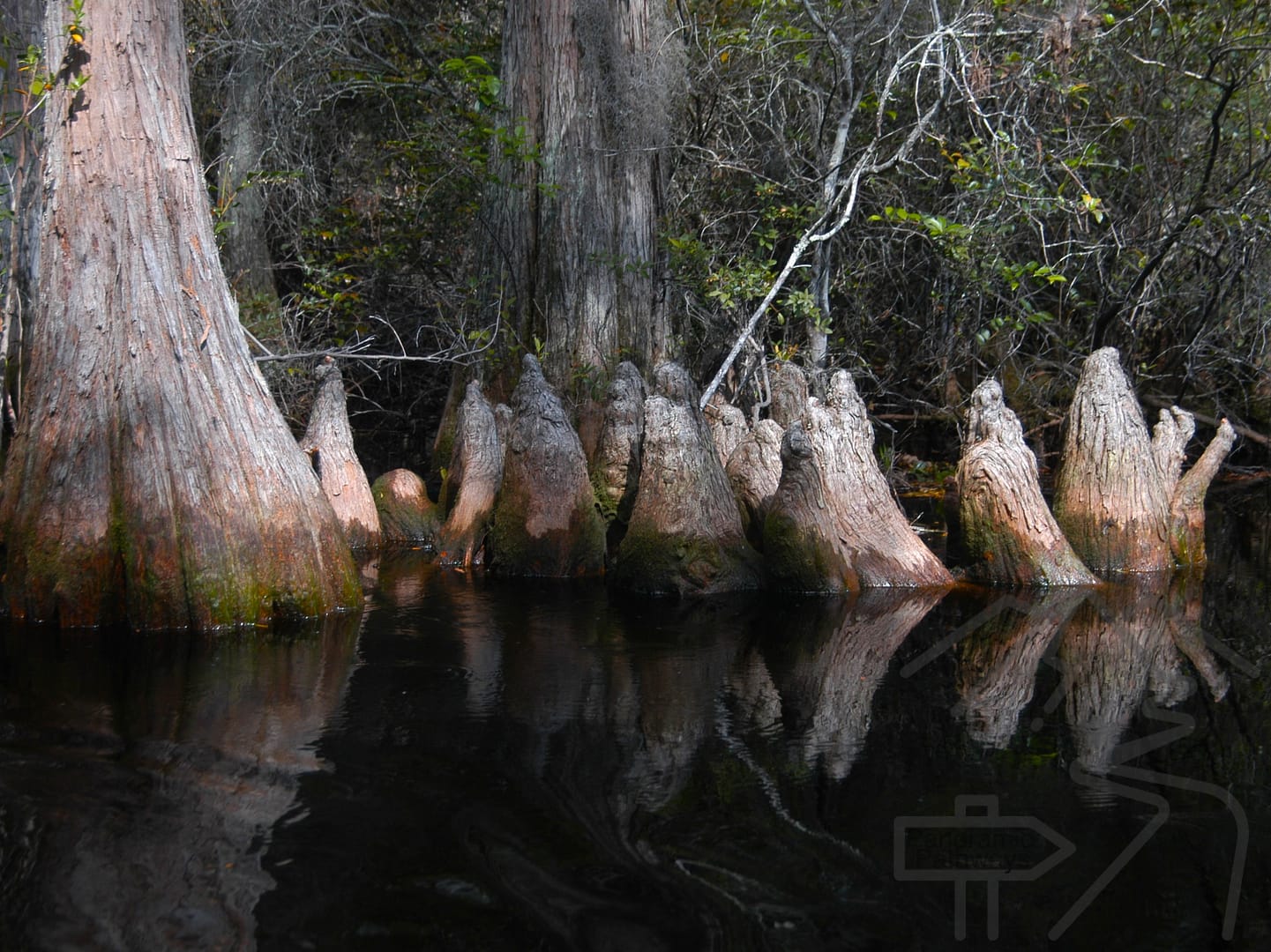 Cypress tree "knees" in the Okenfenokee Swamp