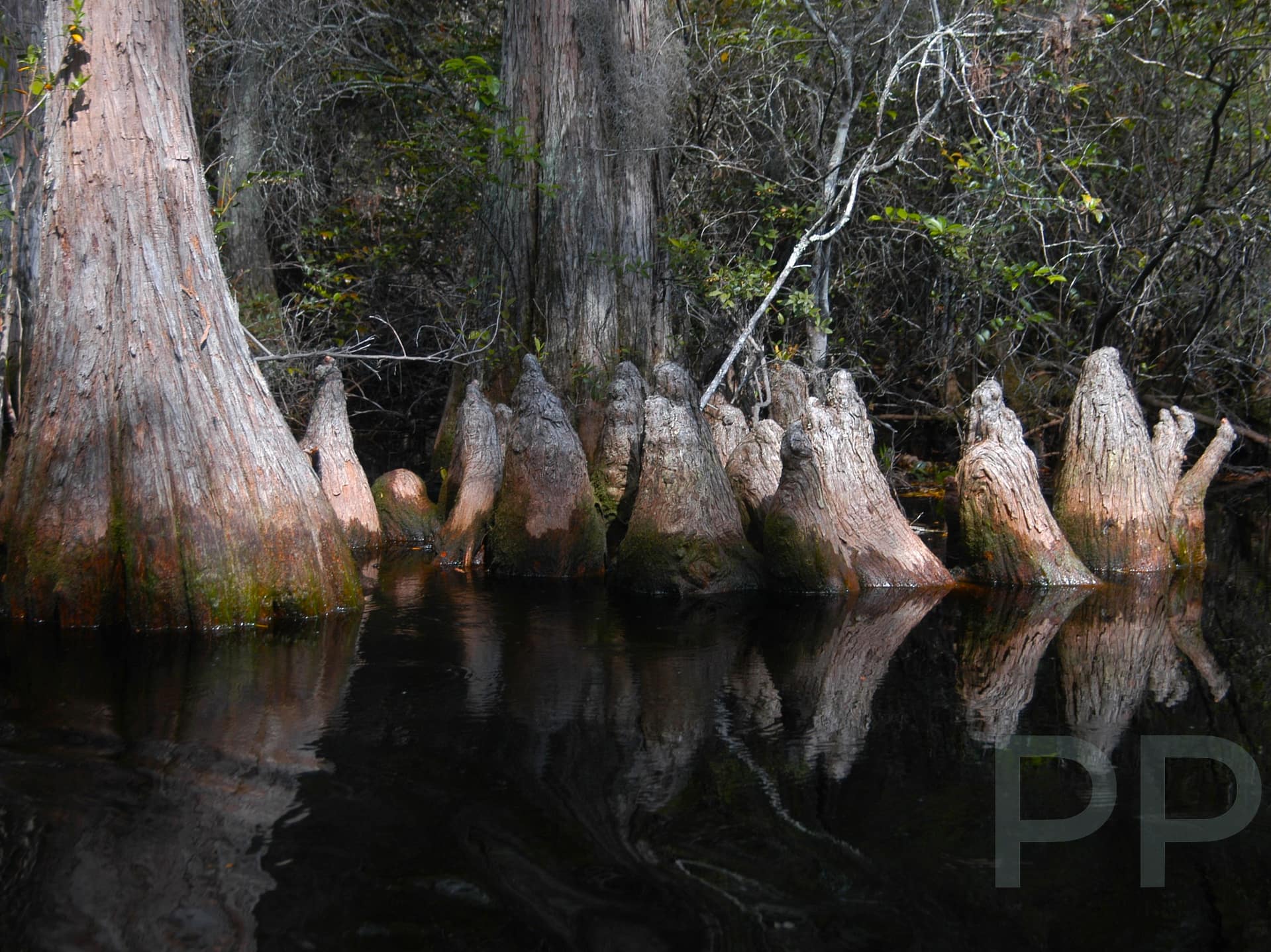Cypress tree "knees" in the Okenfenokee Swamp