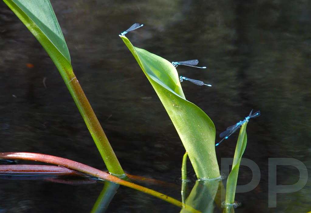 Dragon Flies in the Okefenokee