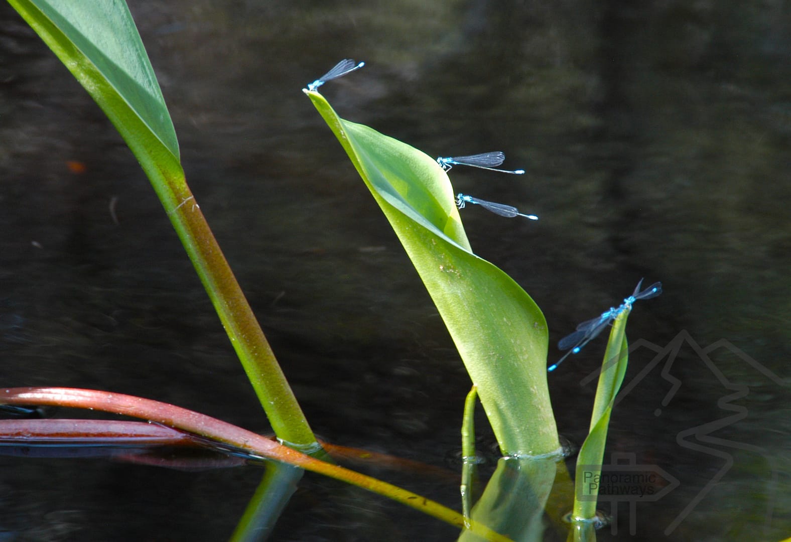 Dragon Flies in the Okefenokee