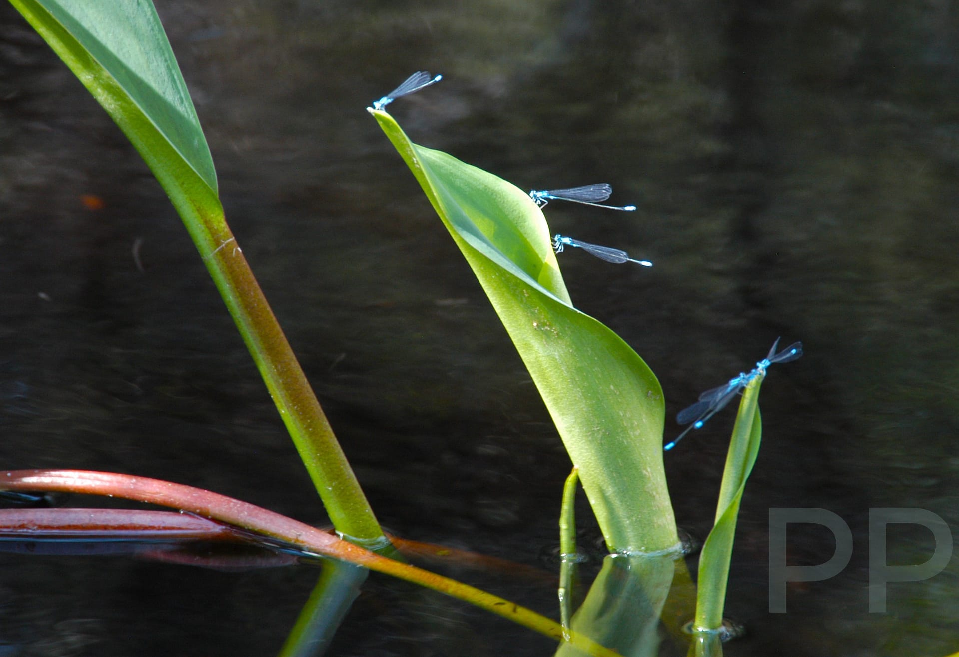 Dragon Flies in the Okefenokee